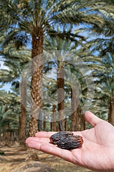 Plantation of Phoenix dactylifera, commonly known asÂ dateÂ orÂ date palm trees in Arava and Negev desert, Israel, cultivation